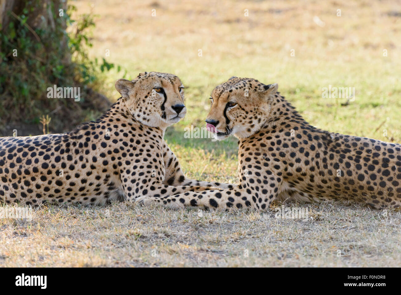 Deux guépards (Acinonyx jubatus) couché dans l'ombre, Maasai Mara National Reserve, Kenya, comté de Narok Banque D'Images