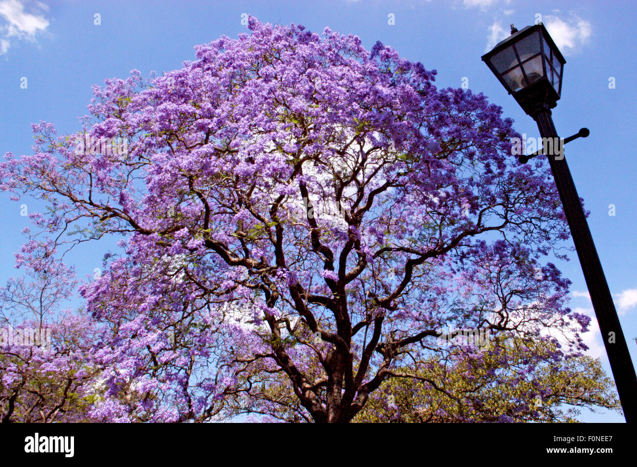 (Arbre Jacaranda Jacaranda mimosifolia) Grafton, New South Wales, Australie. Banque D'Images