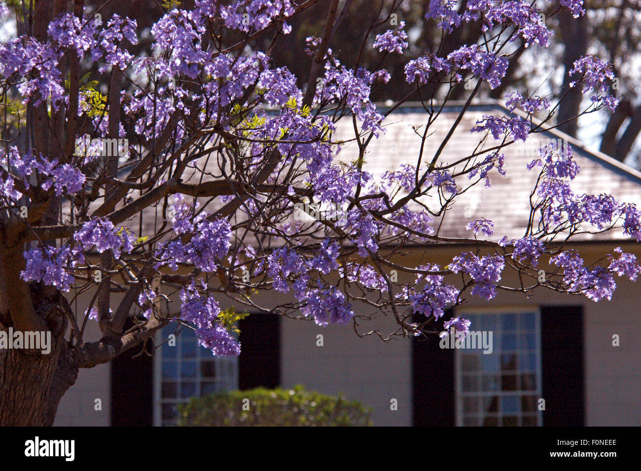 (Arbre Jacaranda Jacaranda mimosifolia) Grafton, New South Wales, Australie Banque D'Images