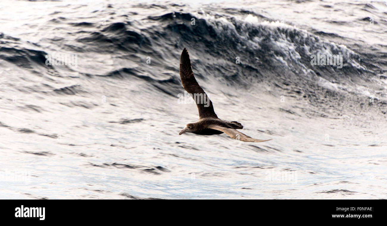 Pétrel géant (Macronectes giganteus) vol dans le sud de l'Ocean Banque D'Images