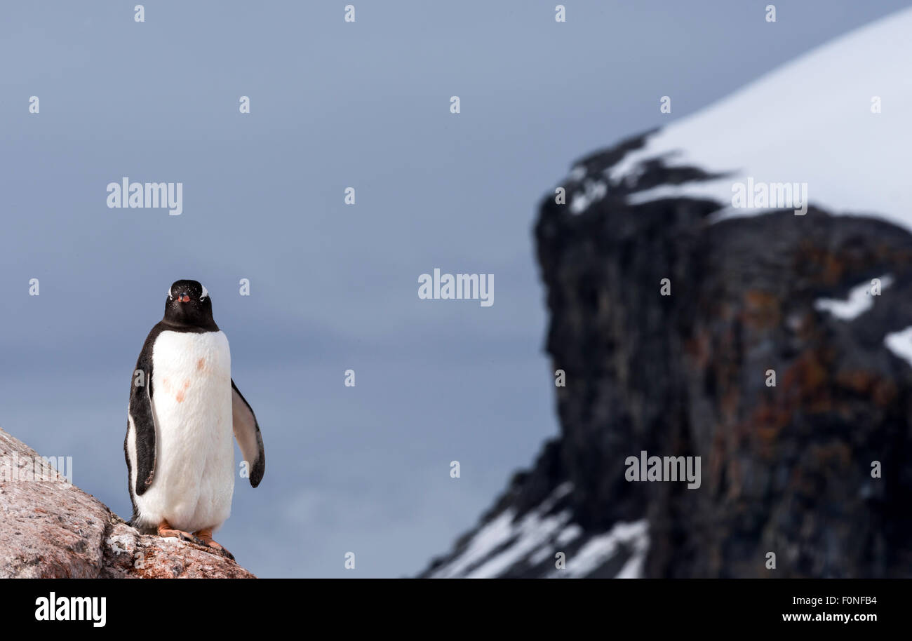 Gentoo pingouin (Pygoscelis papua) sur rock Mikkelsen Harbour Péninsule Antarctique Antarctique Banque D'Images