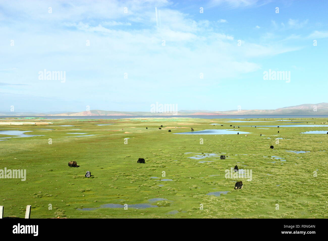 Le RCS. 13e Août, 2014. Chine - 18 septembre 2014 : (usage éditorial uniquement. ‰OUTï¼ LA CHINE La ligne Qinghai-Tibet est appelée en tant que ''Sky Road'' comme l'un des quatre grands projets au nouveau siècle et une partie de l'expansion de l'Ouest. Il commence à partir de Xining Qinghai et se termine à Lhassa Tibet avec longueur de 1956 kms. Il commence à fonctionner le 1er juillet 2006. Le plus haut et le plus long des chemins de rêves et chiffré des générations futures. Ses manges va à Golmud, du Qinghai et du Tibet à Westest via Lhassa, Nachitai, cinq chevrons, Tuotuohe, Yanshiping. Il Danggula traverse les montagnes, puis l'Amdo, Nagqu, Damxung Yangbajain, Lhassa. Le chemin de fer est Banque D'Images