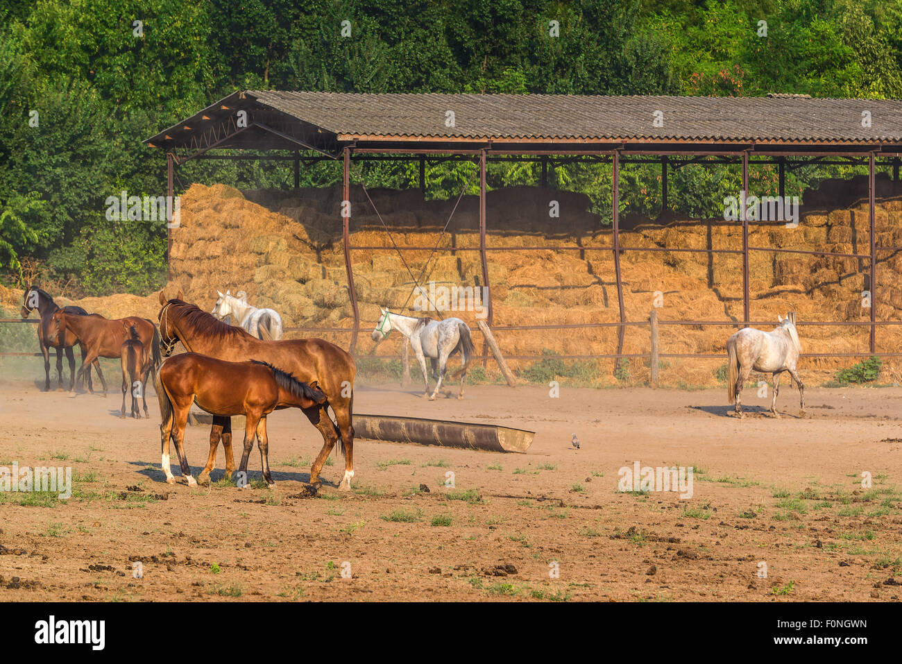 Jeune poulain allaité par mare sur horse ranch ferme sur journée d'été ensoleillée Banque D'Images