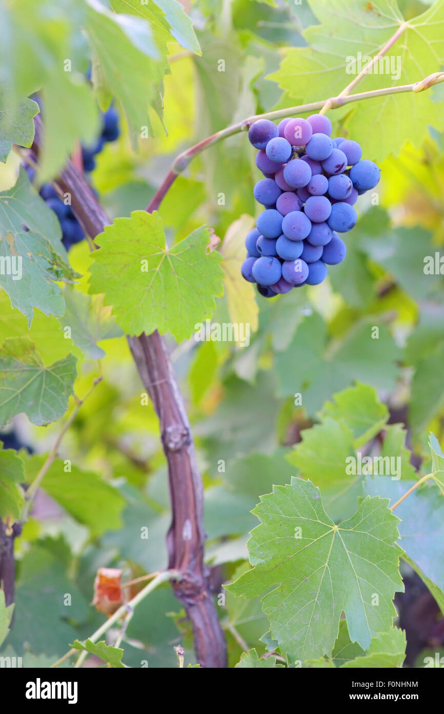 Seule grappe de raisins sur la vigne Banque D'Images