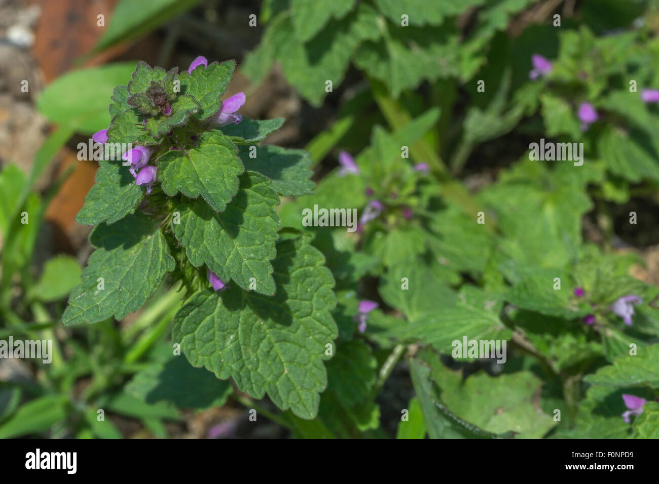 Fleurs et feuillages d'Dead-Nettle rouge / Lamium purpureum. Banque D'Images