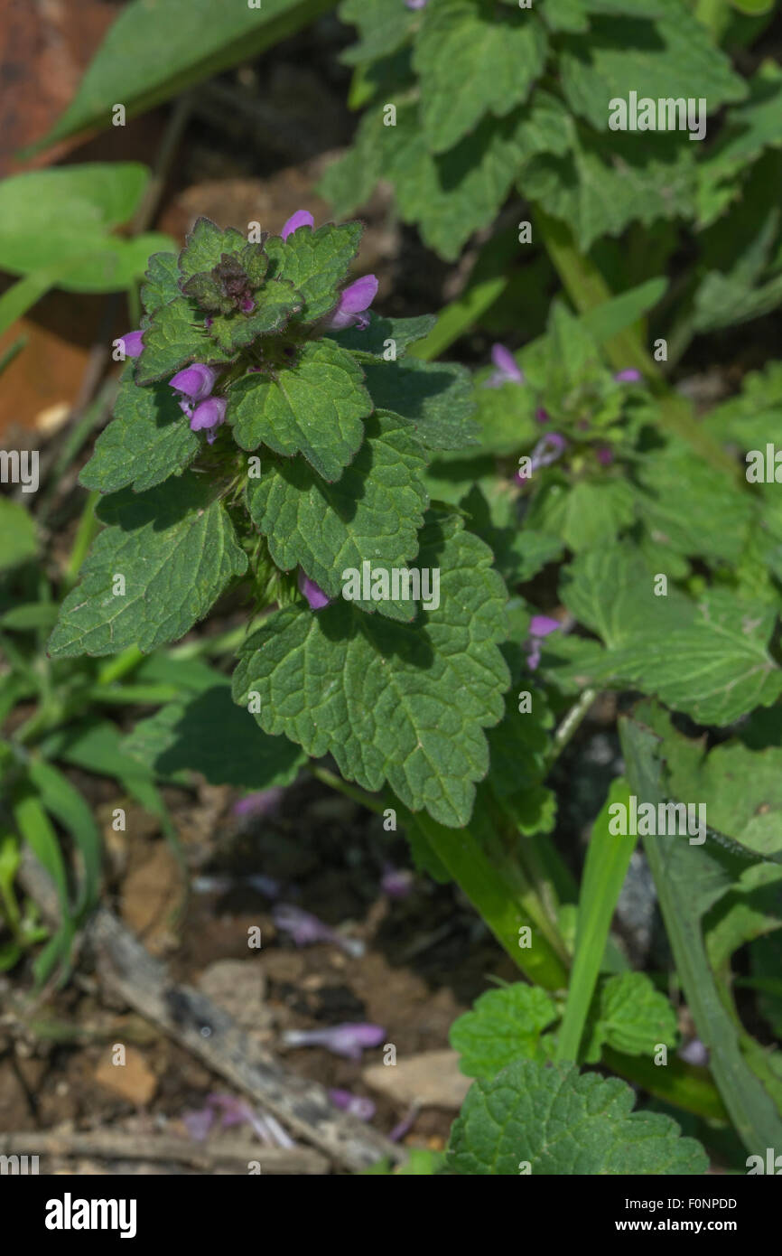 Fleurs et feuillages d'Dead-Nettle rouge / Lamium purpureum. Banque D'Images