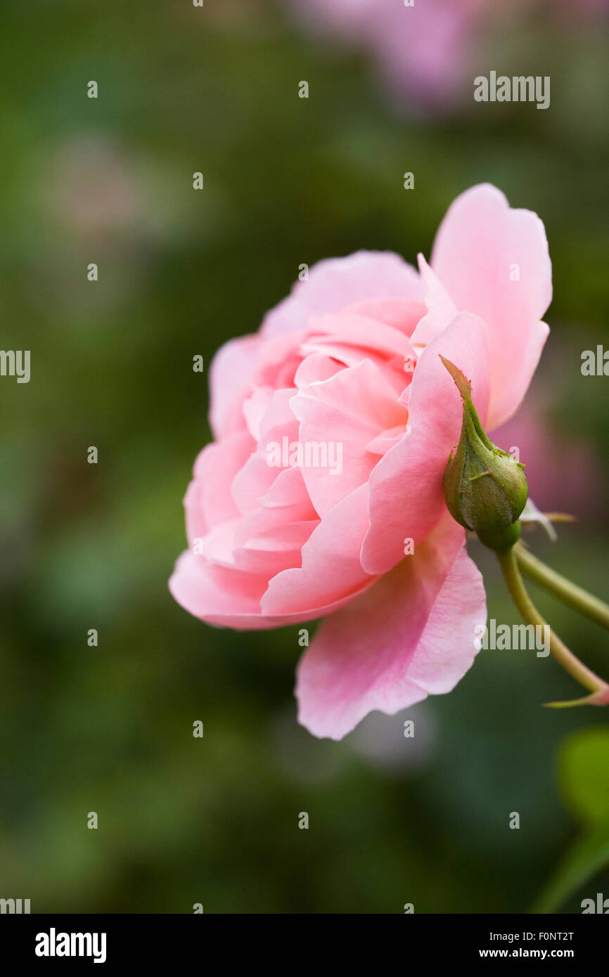 Rosa 'Ausrimini' Strawberry Hill. Arbuste rose rose dans un jardin anglais. Banque D'Images