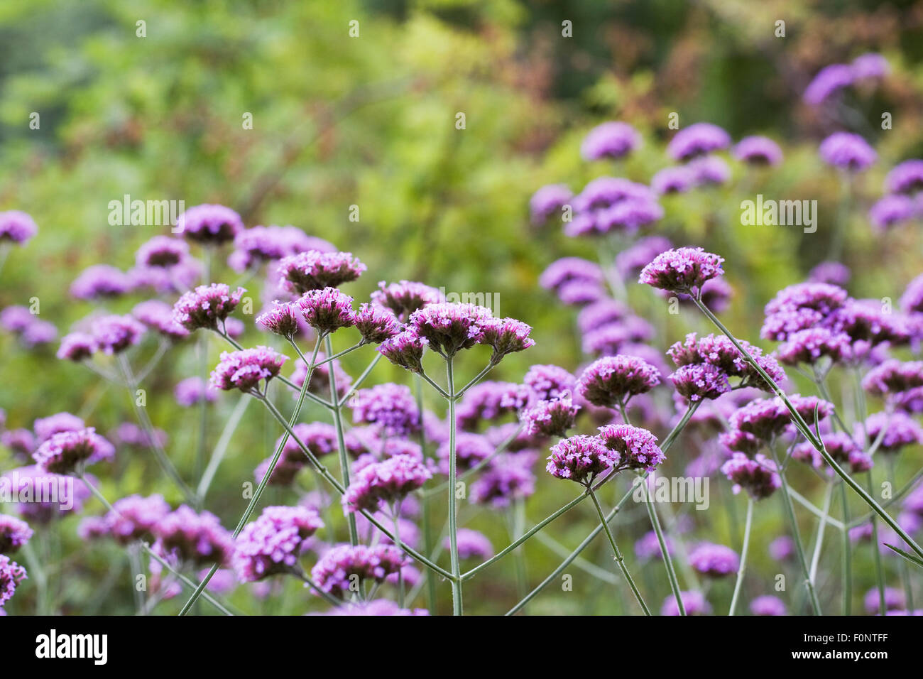 Verbena bonariensis. Verveine argentin. Banque D'Images