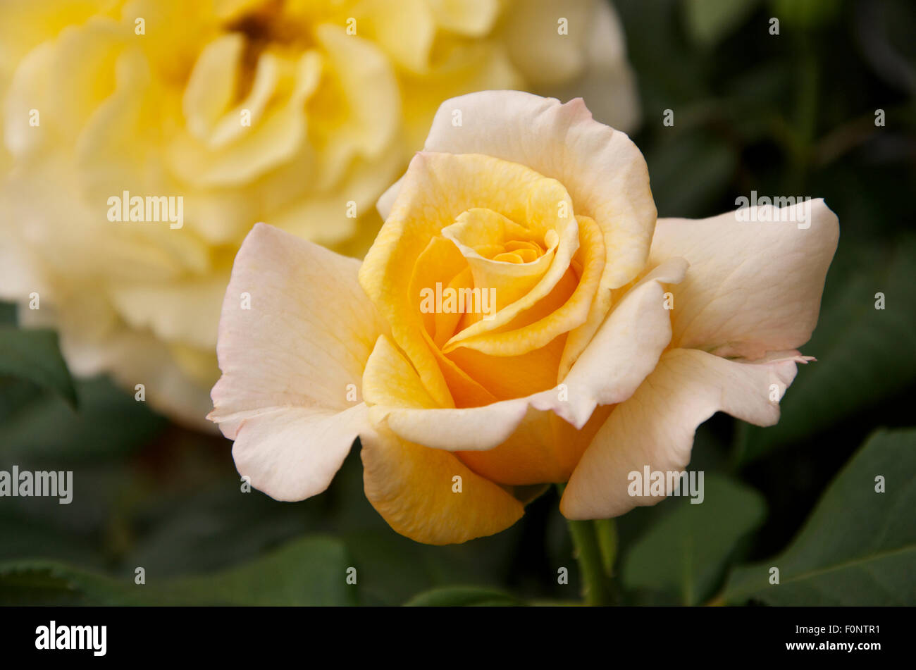 Rose de l'année 2016 ciel ensoleillé tôt et fleurs mûres Banque D'Images Rose de l'année 2016 ciel ensoleillé tôt et fleurs mûres Banque D'Images