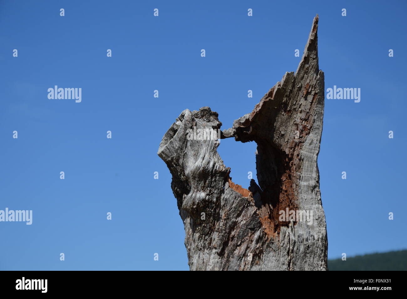 Arbre cassé, ciel bleu en arrière-plan Banque D'Images