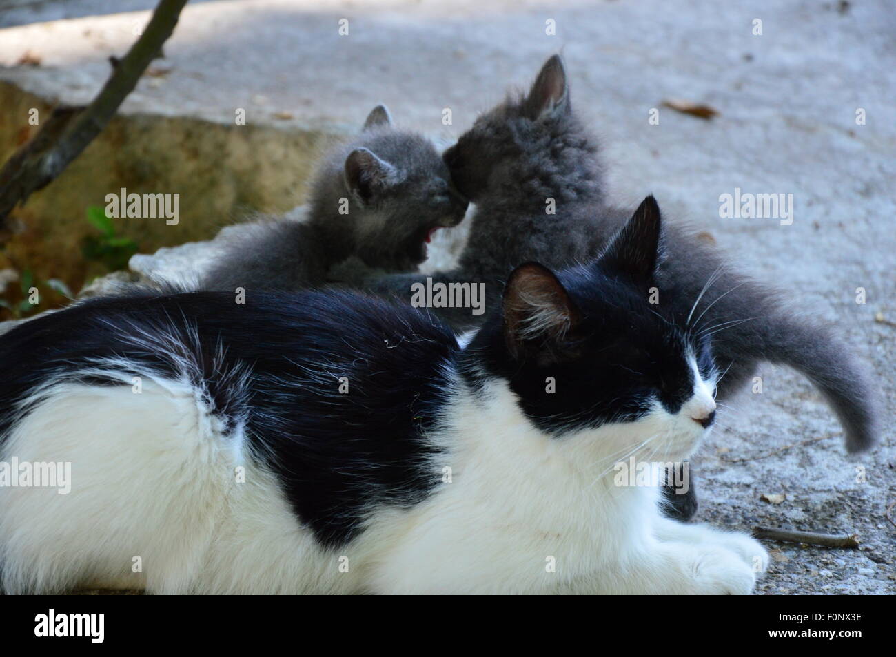 Chatons jouant dans le jardin de plein air Banque D'Images