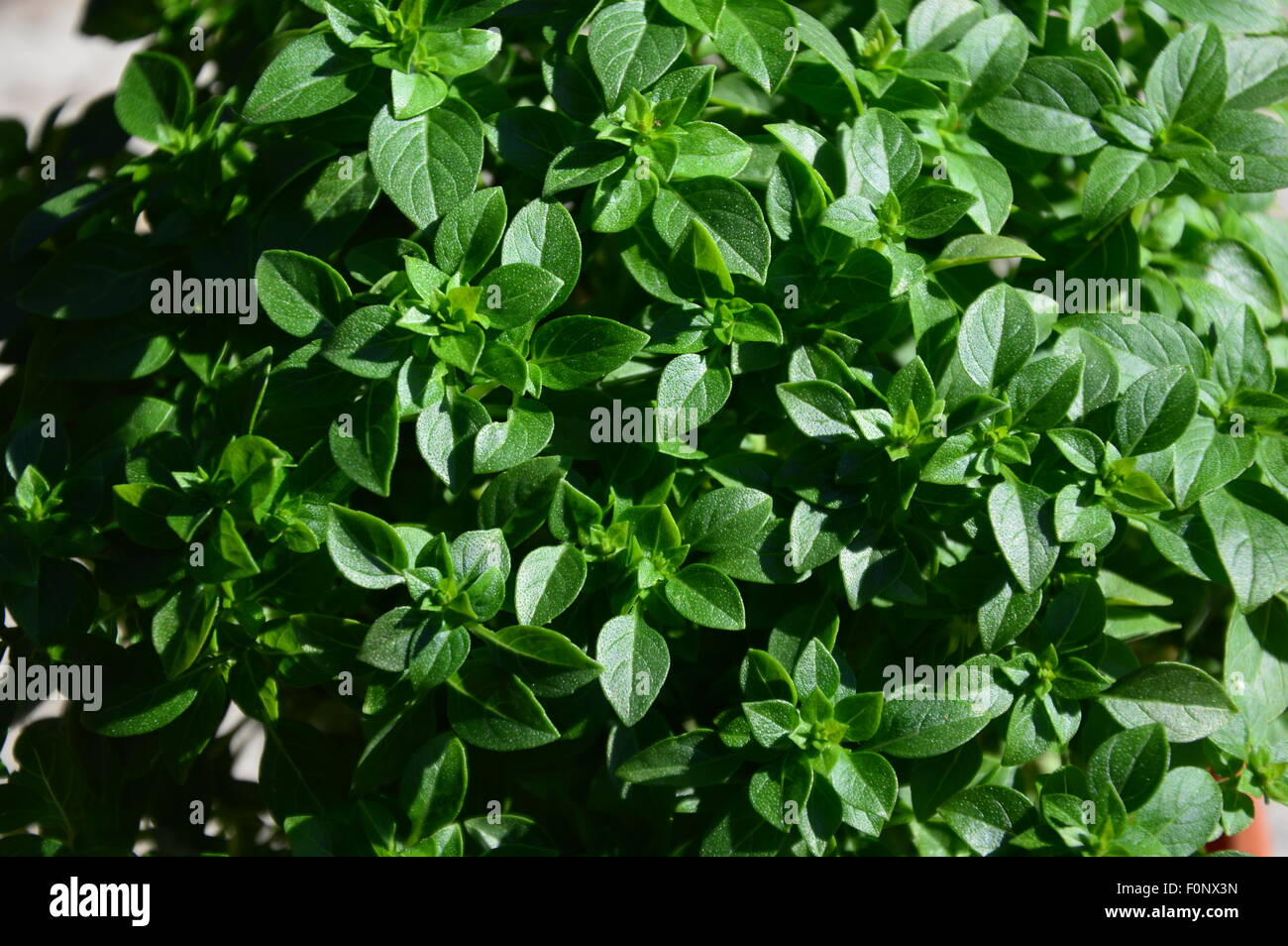 Le basilic plante en Provence Banque D'Images