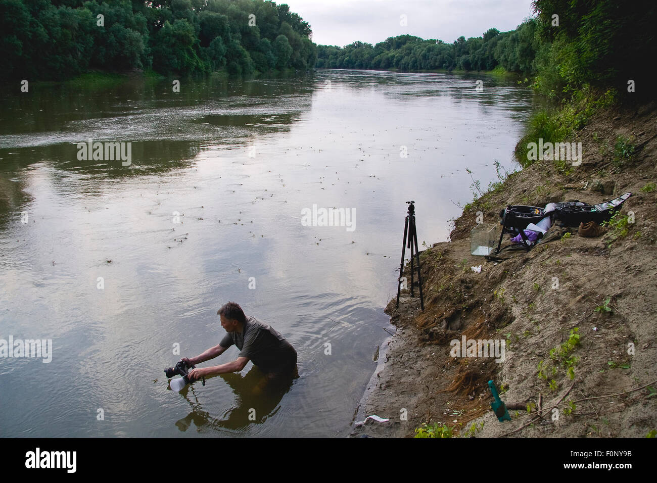 Photographe, Milan, Radisics Palingania Tisza photographie d'éphémères (Calanoida) dans la rivière Tisza, en Hongrie, en juin 2009 Banque D'Images