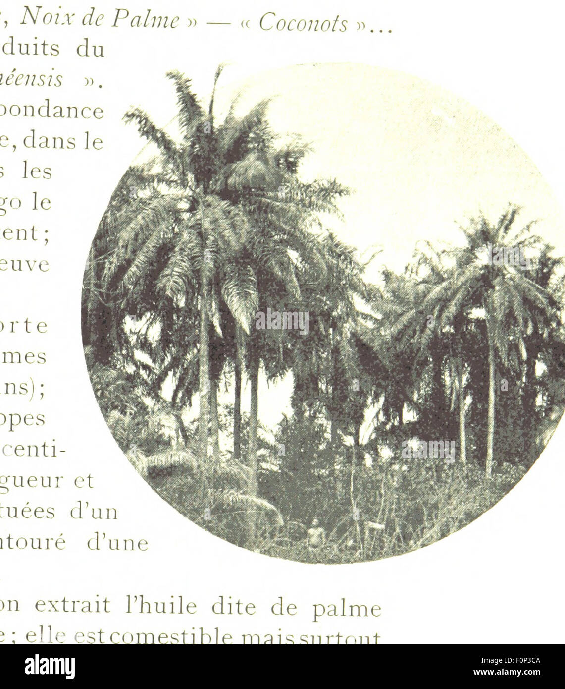 Image tirée de la page 71 de 'Congo et Belgique', centrée sur les relations entre le Congo et la Belgique à l'époque du XIXe siècle, en référence à l'exposition d'Anvers. Banque D'Images