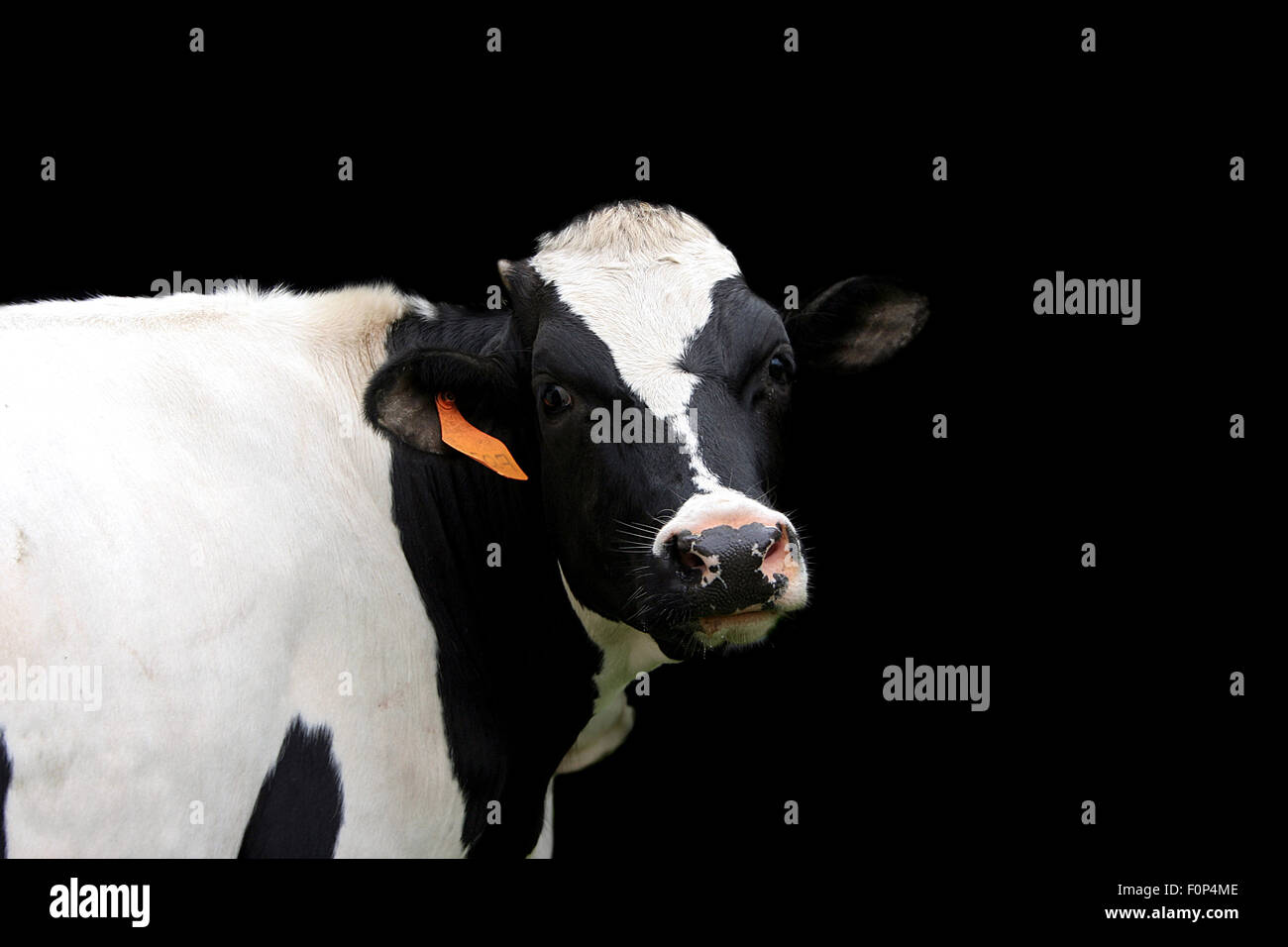 Une belle vache Holstein isolé sur un fond noir Banque D'Images