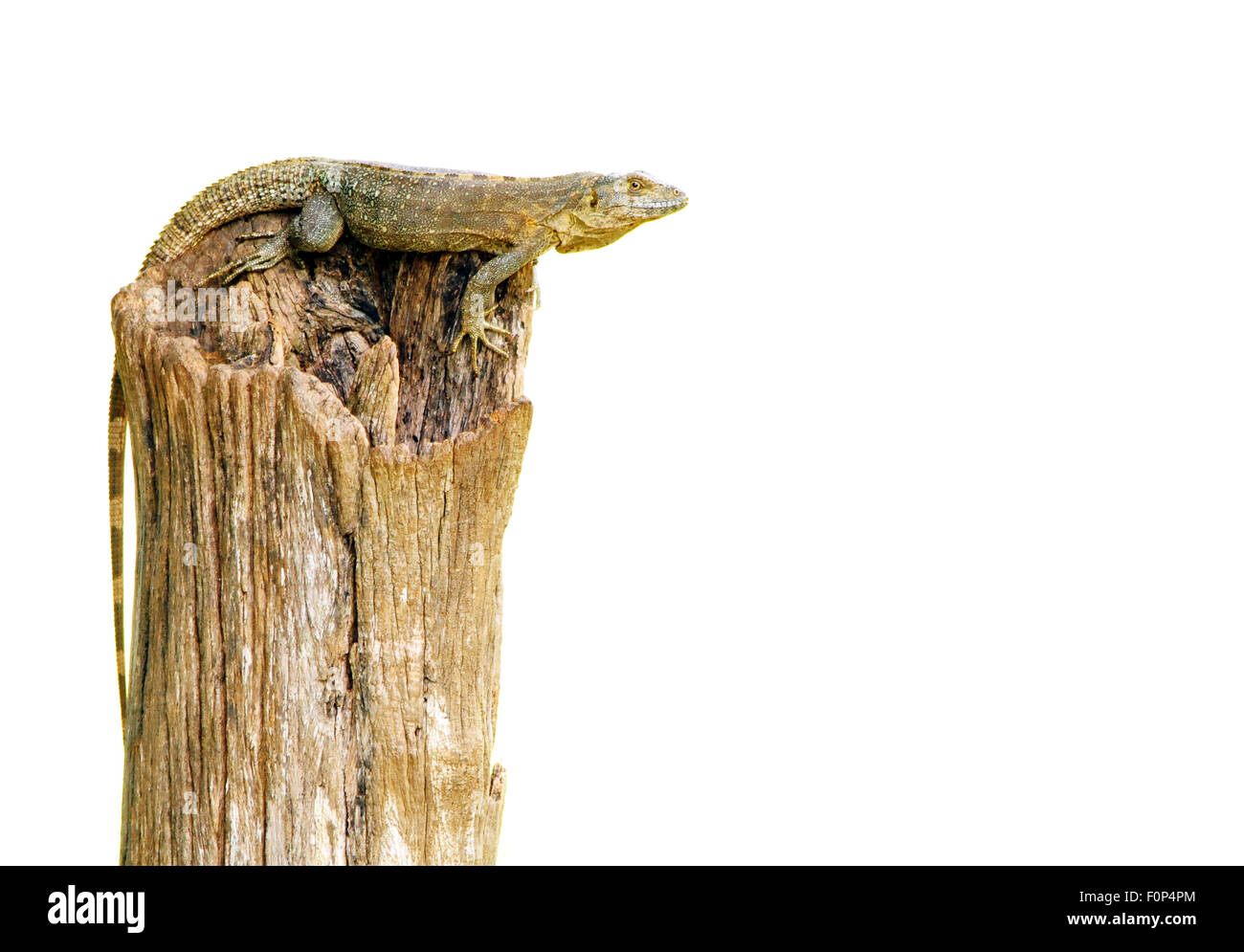 Iguane brun sur le dessus d'un tronc d'arbre isolé sur blanc Banque D'Images