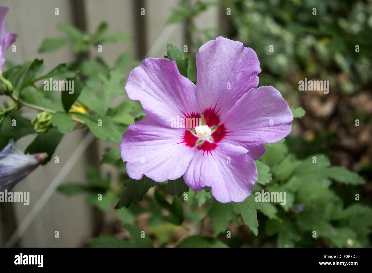 Roste Magenta de Sharon fleur Hibiscus syriacus bush Banque D'Images