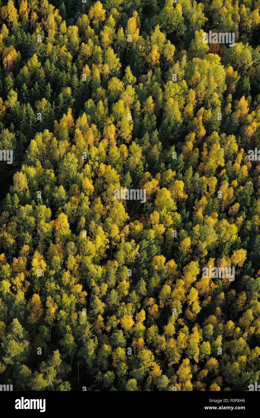 Vue aérienne d'une forêt de bouleaux (Betula verrucosa), Uppland, Suède, septembre 2008 Banque D'Images