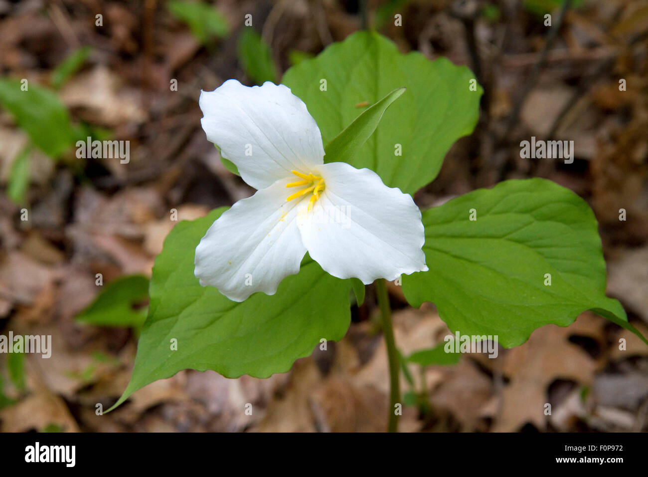 Fleur de trille blanc sauvage de plus en plus sur le sol de la forêt du Michigan, USA. Banque D'Images