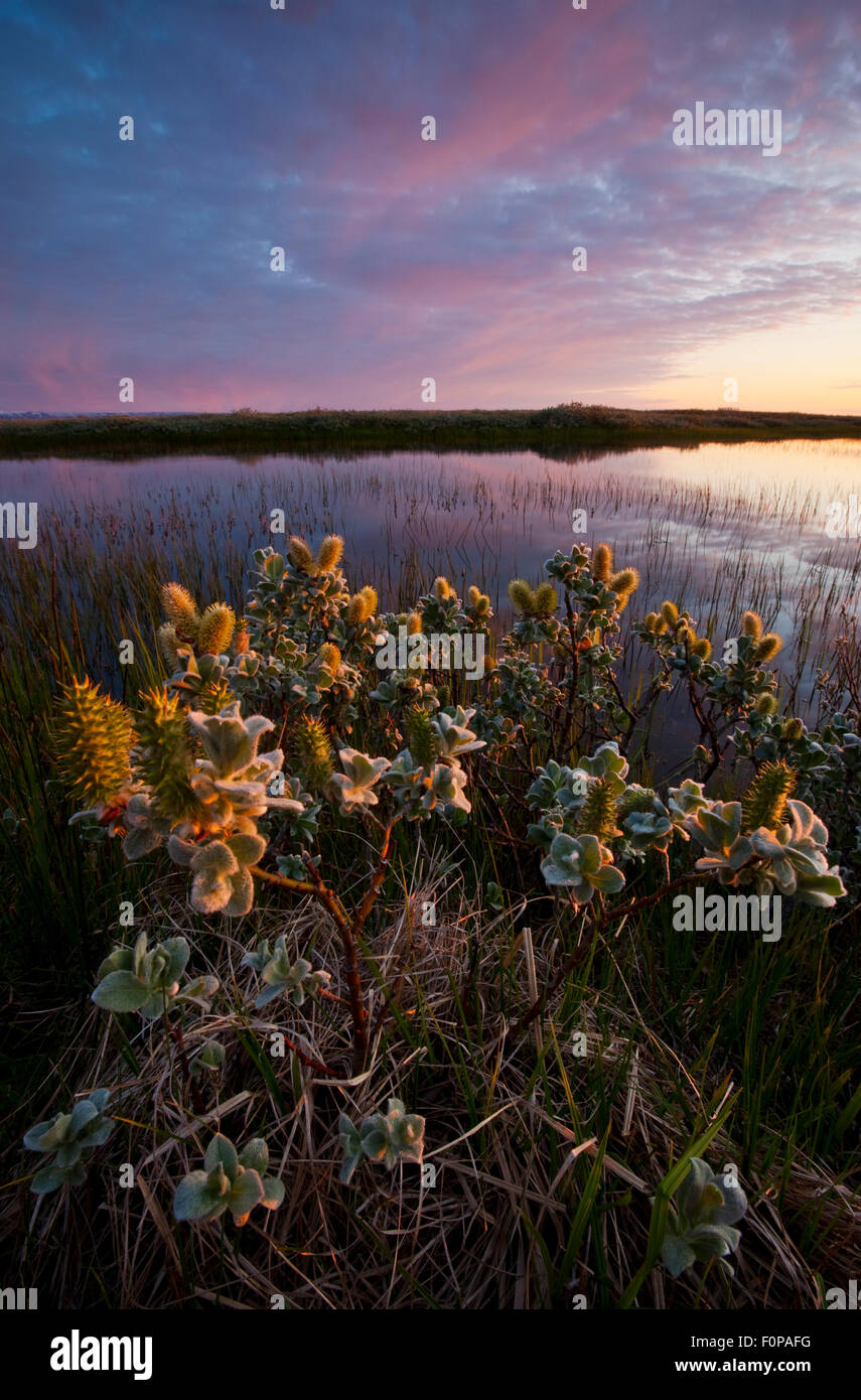 Woolly saule (Salix lanata) en fleur au bord de l'eau, Thingeyjarsyslur, Islande, juin 2009 Banque D'Images
