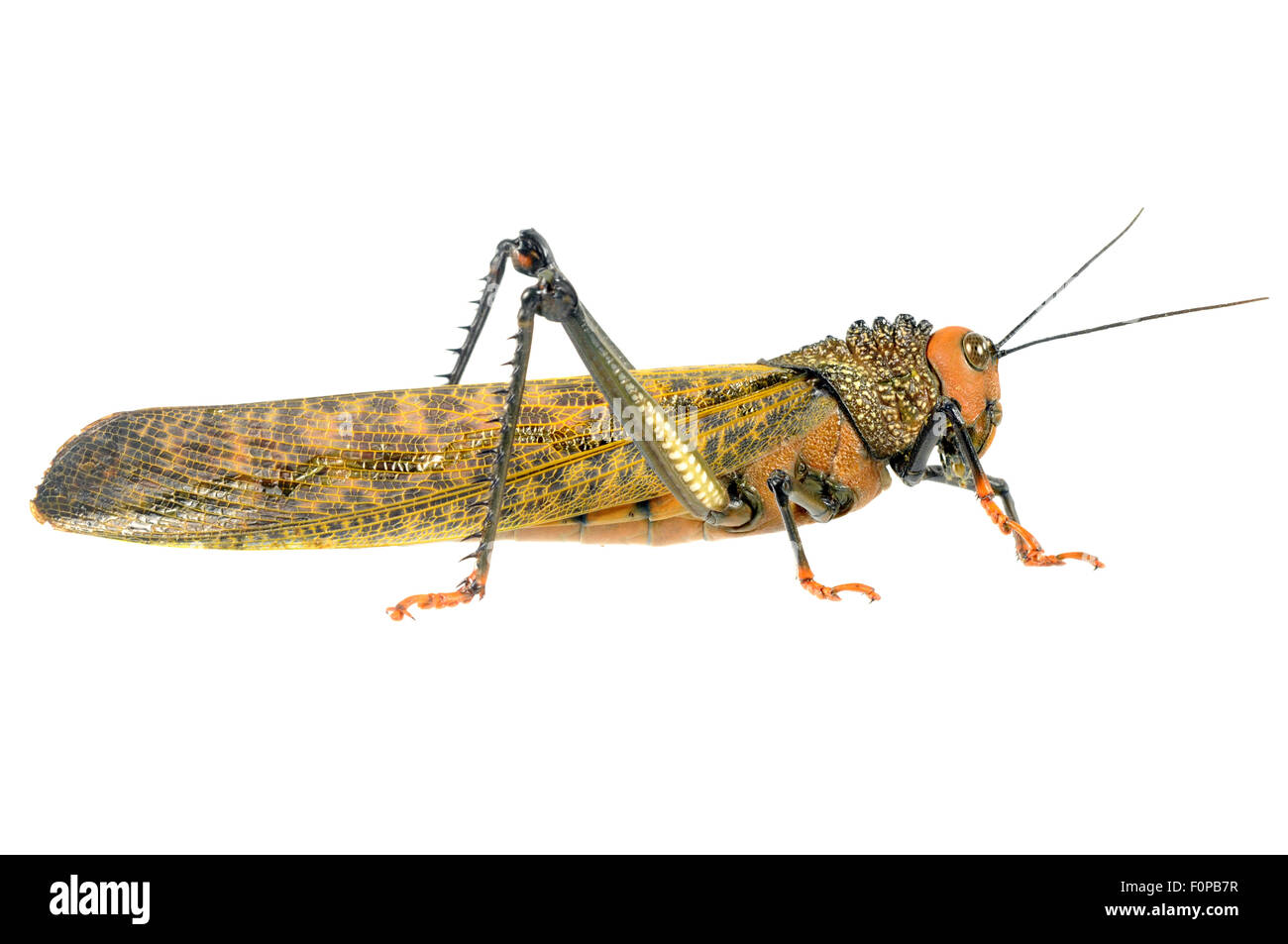 Locust isolé sur fond blanc Banque D'Images