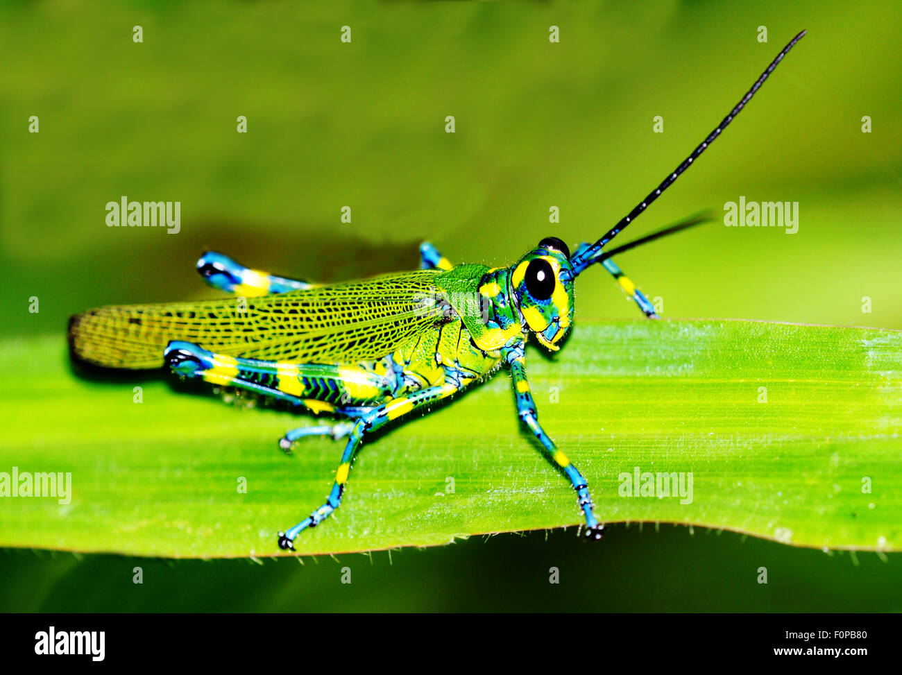 Plan macro sur une belle sauterelle posée sur une feuille d'herbe Banque D'Images