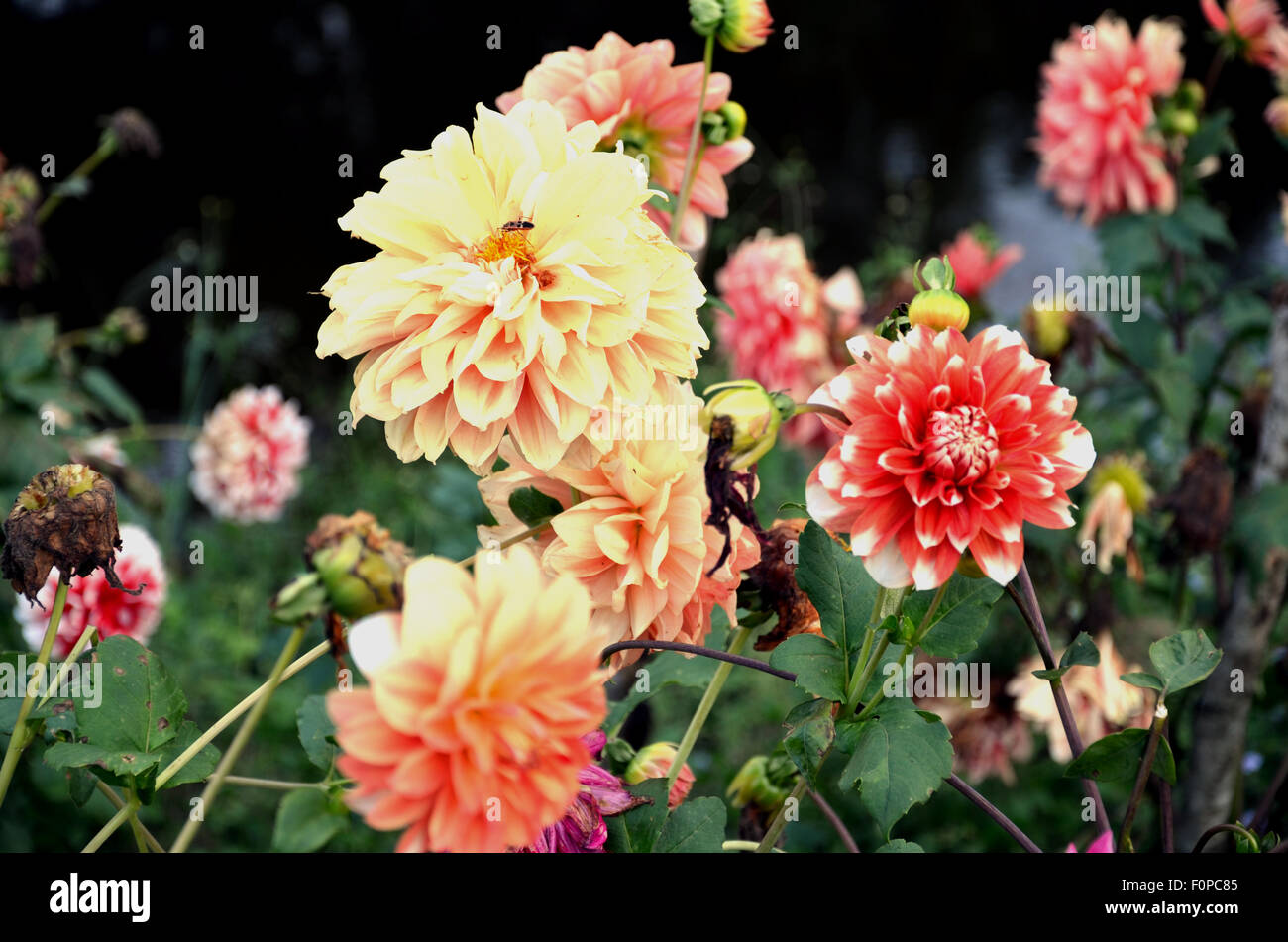 Fleurs de dalia Banque D'Images