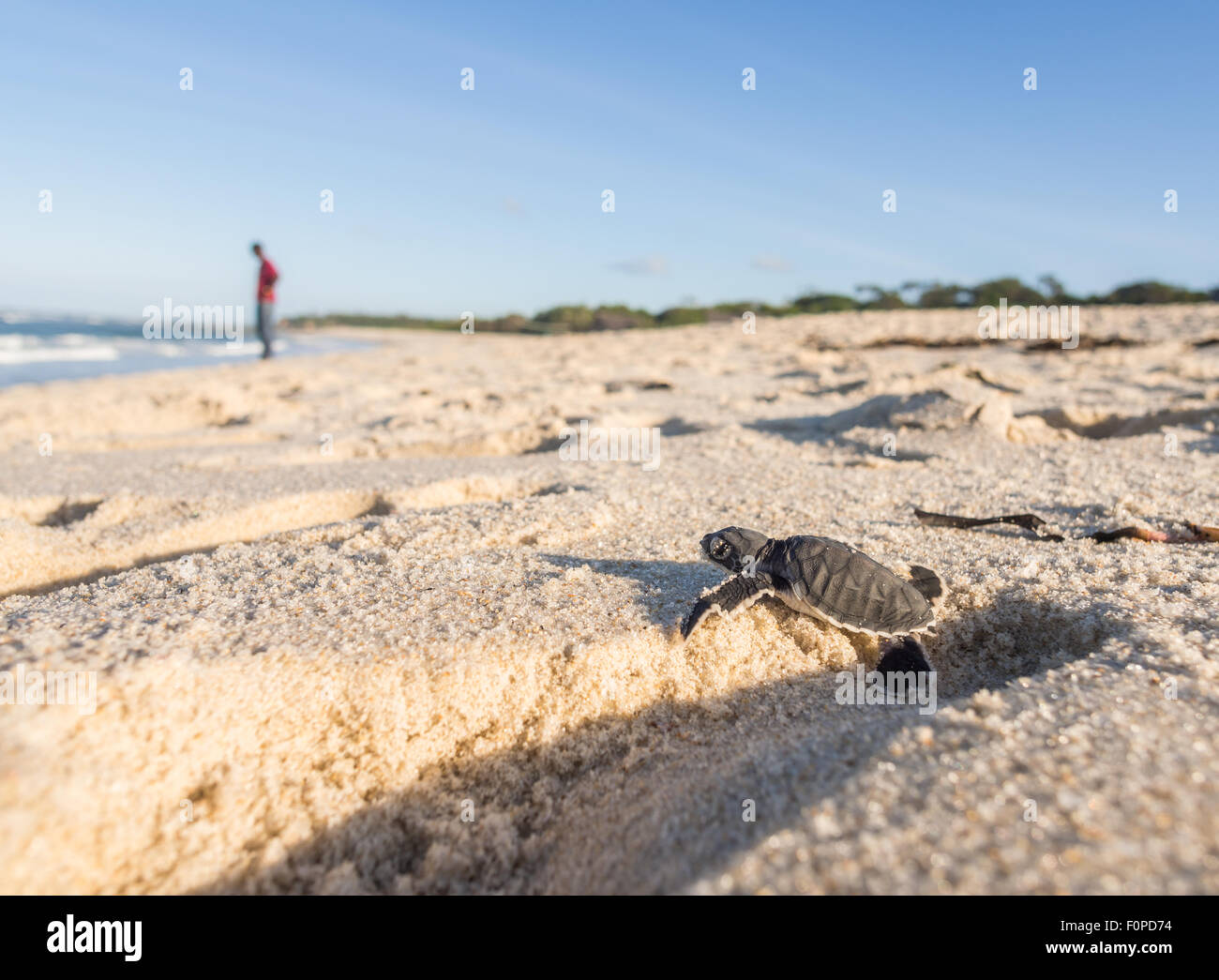 Petite tortue verte (Chelonia mydas), également connu sous le nom de tortues de mer (noir), ou du Pacifique tortue verte sur son chemin vers la mer. Banque D'Images