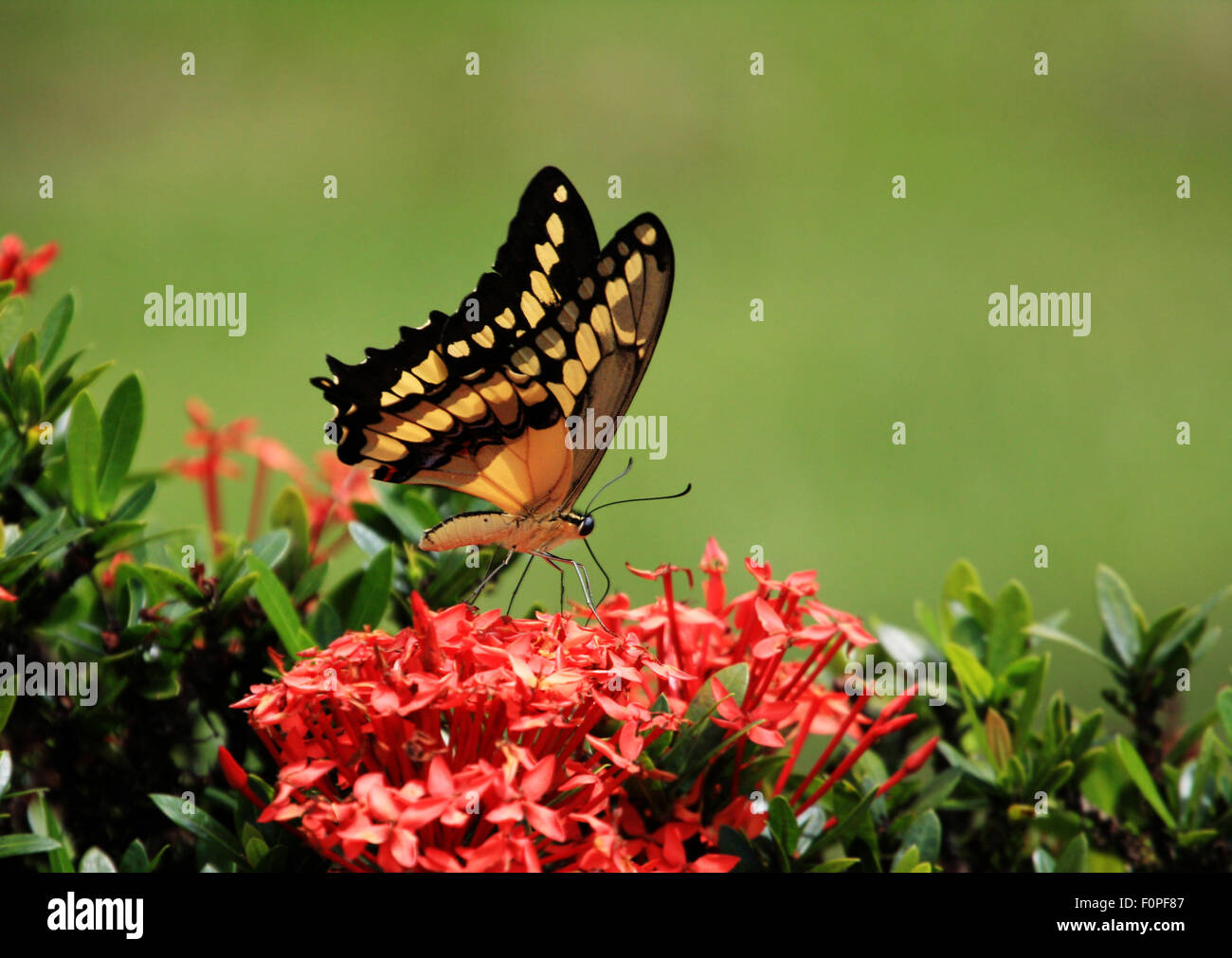 Belle queue fourchue, géant de l'alimentation des papillons sur des fleurs Banque D'Images