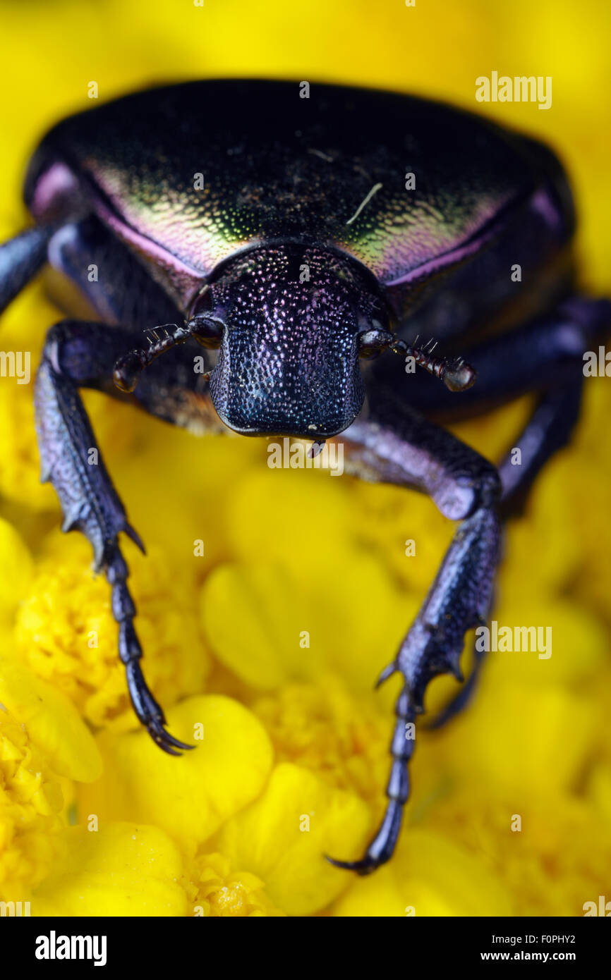 Hanneton européen vert métallique / Emerald fruits (Protaetia / Cetonia cuprea) portrait, sur fleur jaune, Stenje région, le Parc National de Galicica, Macédoine, Juin 2009 Banque D'Images