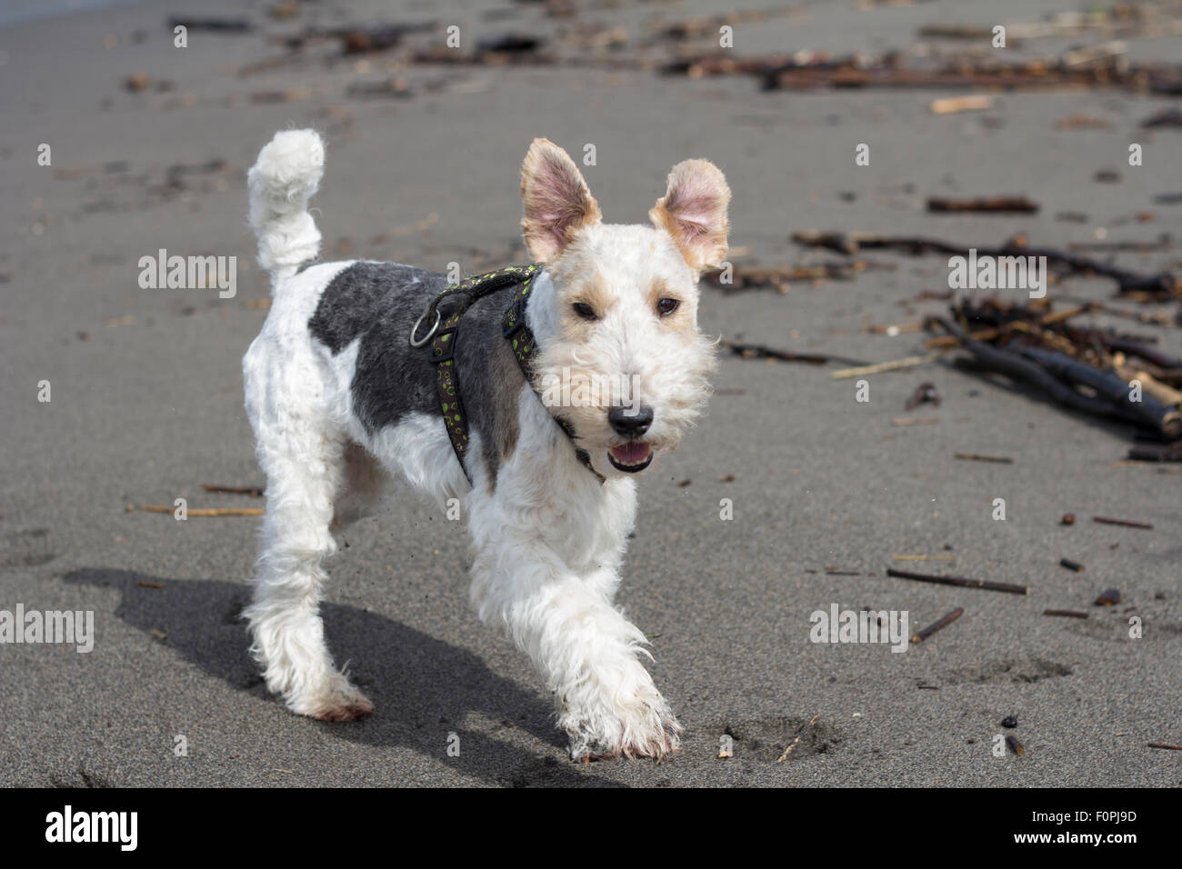 Le fox terrier à oreilles jusqu' Banque D'Images