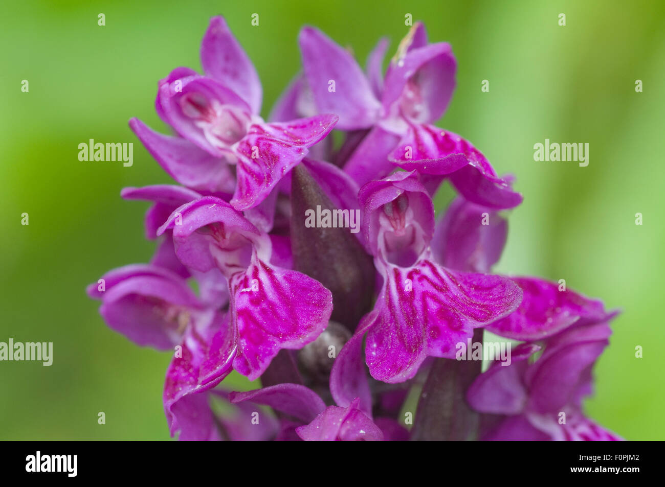 Début marsh orchid (Dactylorhiza incarnata) gros plan de fleurs, Liechtenstein, Juin 2009 Banque D'Images