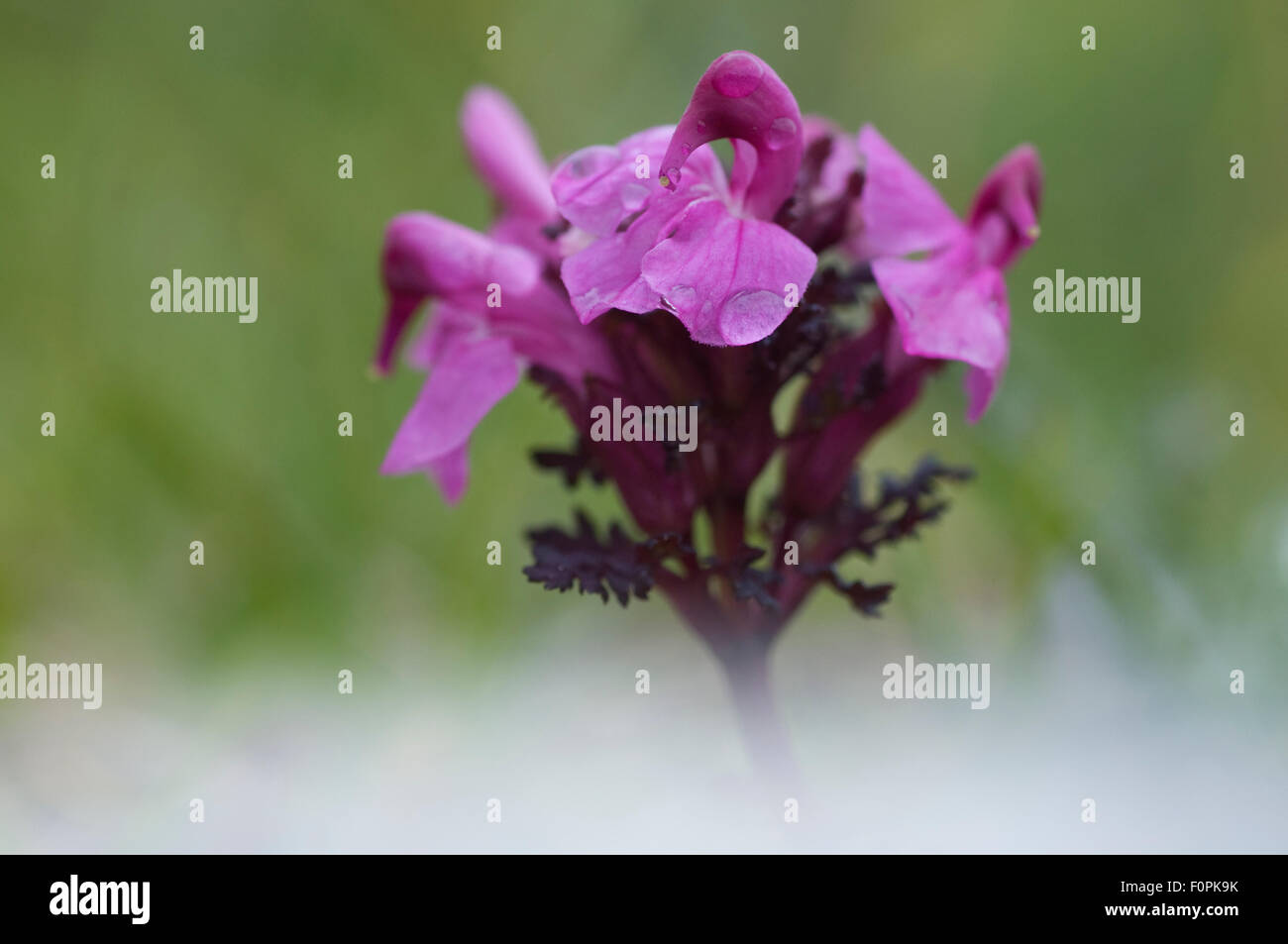 La pédiculaire verticillée (Pedicularis verticillata) en fleur, Liechtenstein, Juin 2009 Banque D'Images