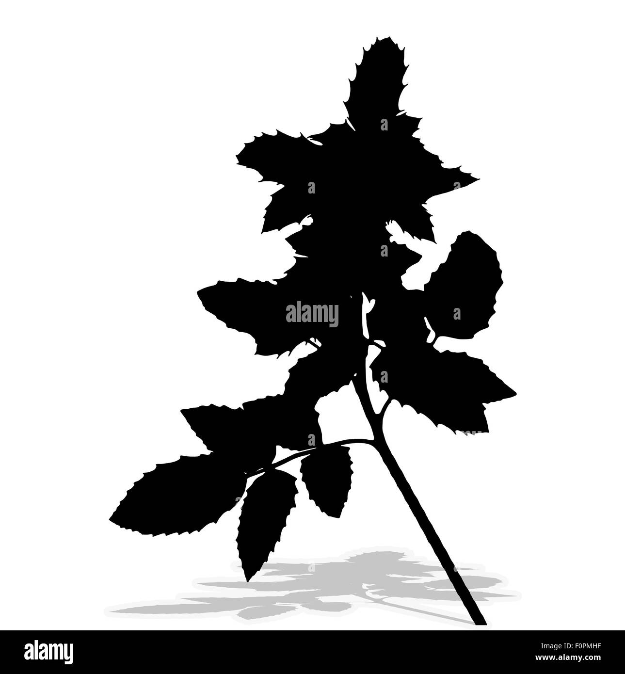 Silhouette de plantes. Illustration vectorielle. Illustration de Vecteur
