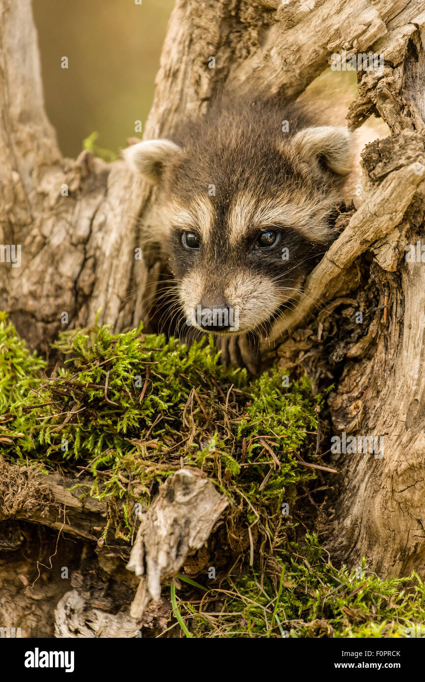 Bebe Raton Laveur De Grimper Sur Un Arbre Mort Avec Les Lichens En Foret Pres De Bozeman Montana Usa Remarque Il S Agit D Un Animal En Captivite Photo Stock Alamy