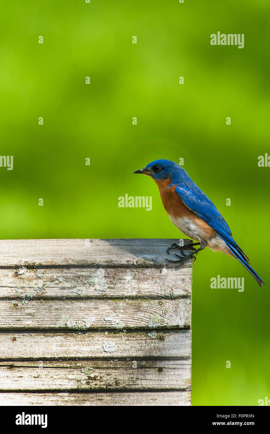 Bluebird assis sur une chambre à bluebird à gauche de l'image Banque D'Images
