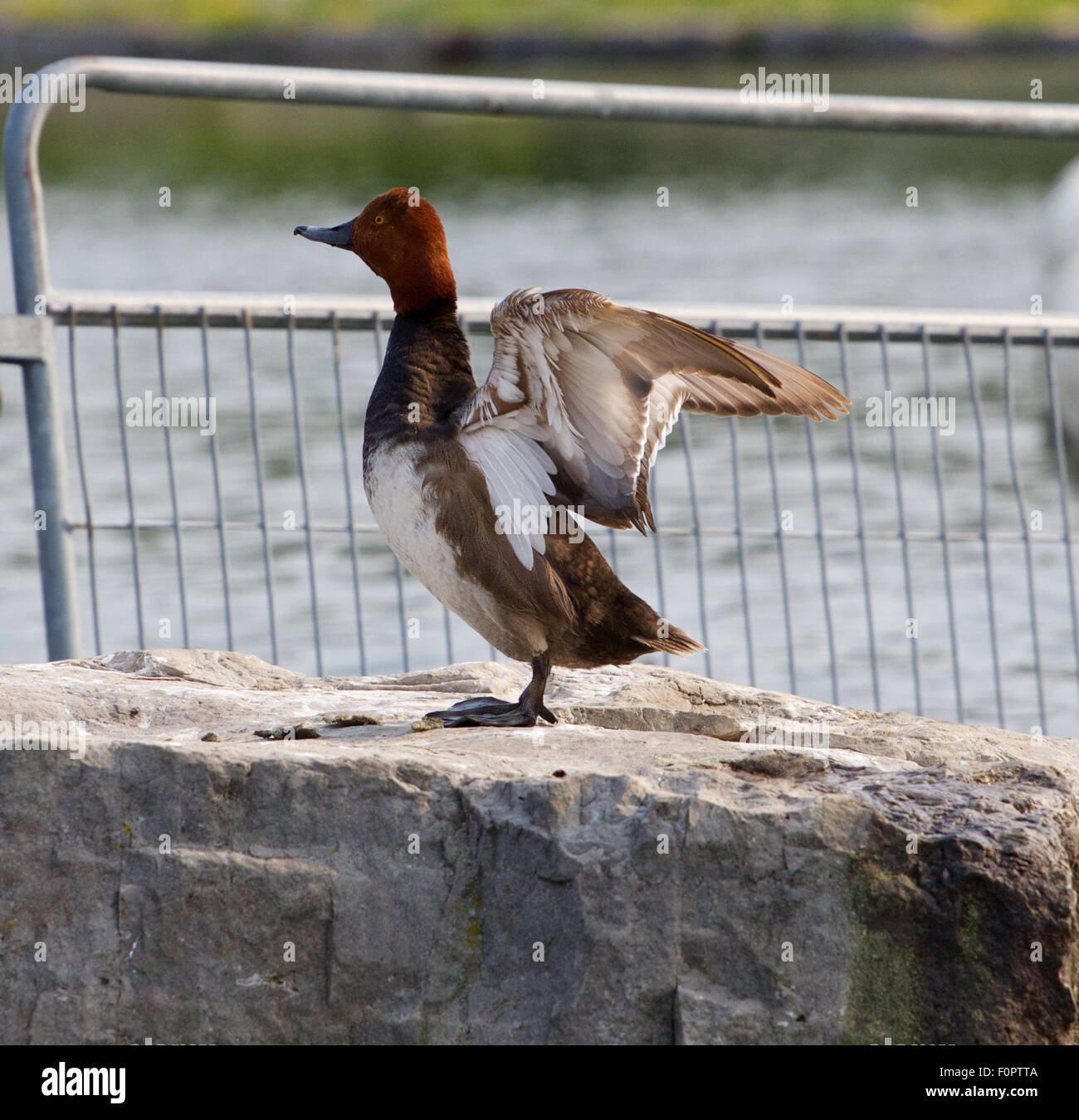 La rousse s'étend de canard les ailes d'un séjour sur le rocher Banque D'Images