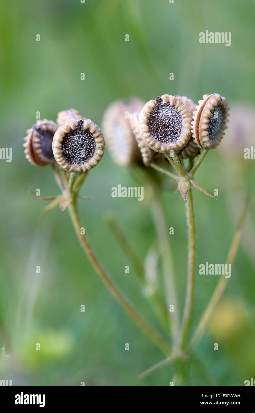 Mediterranean hartwort (Tordylium apulum), têtes de graine, Falassarna, Crète, Grèce, avril 2009 Banque D'Images