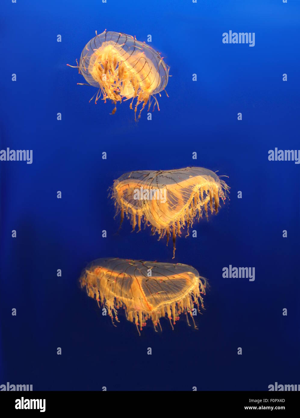 Méduses dans l'océanarium Banque D'Images