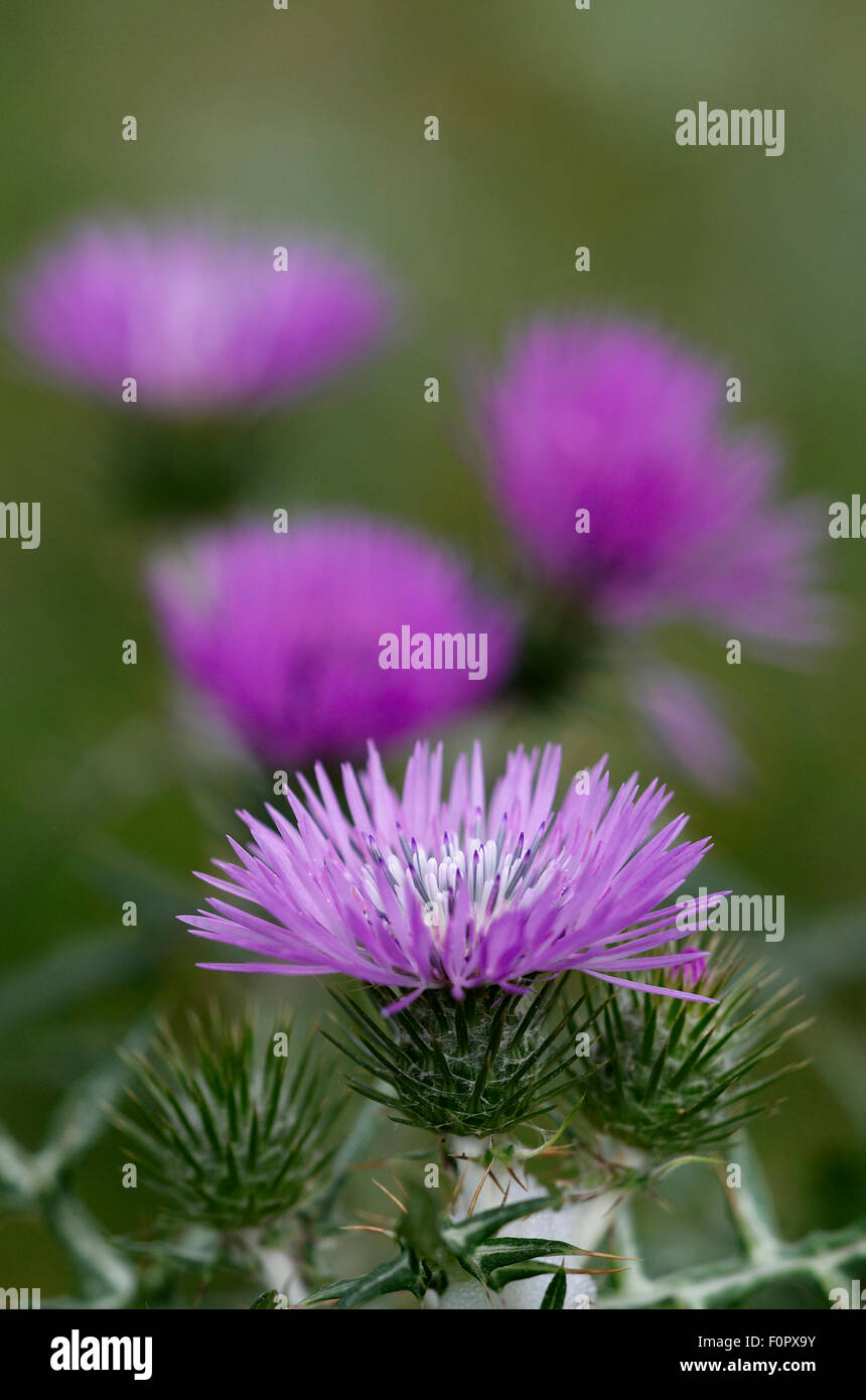 (Galactites tomentosa) fleur, Falassarna, Crète, Grèce, avril 2009 Banque D'Images