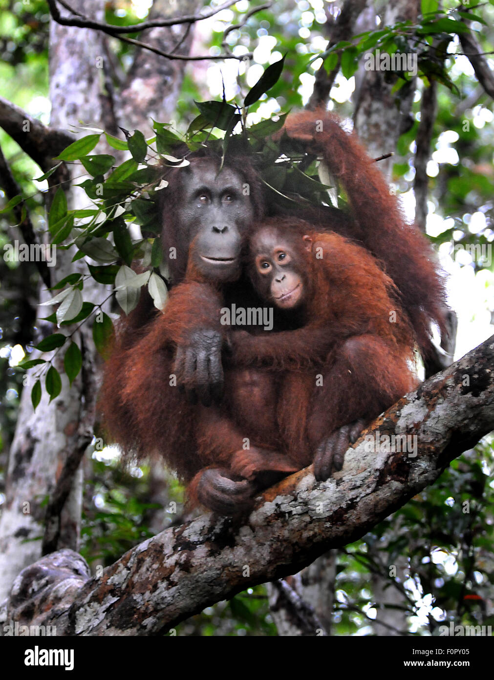 L'orang-outan Mère et bébé à l'abri de la pluie sous parapluie feuille Banque D'Images