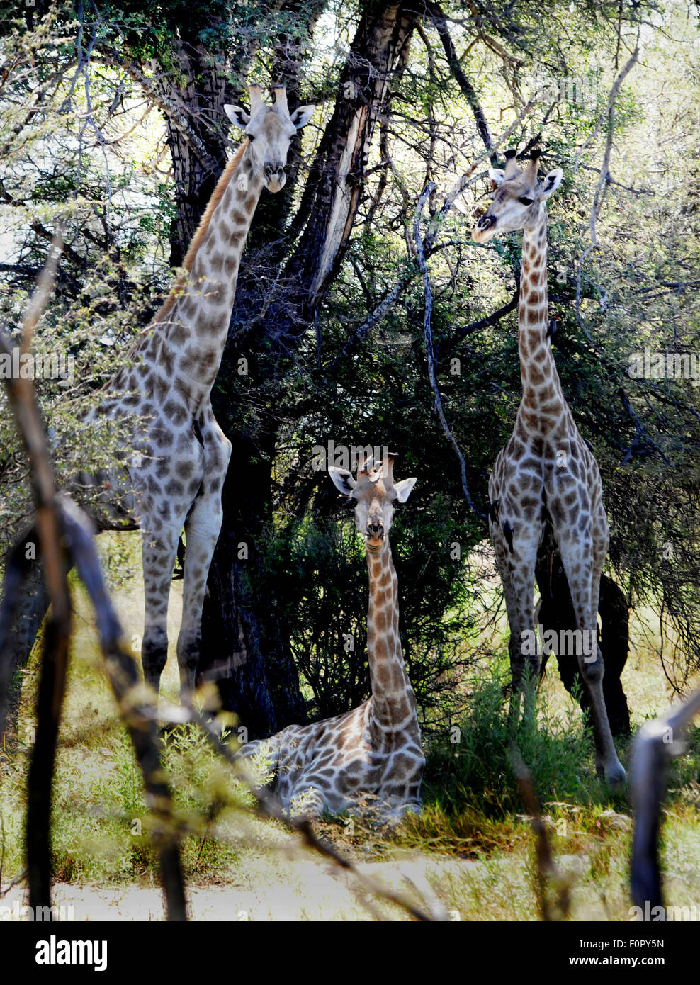 Famille girafe Banque D'Images