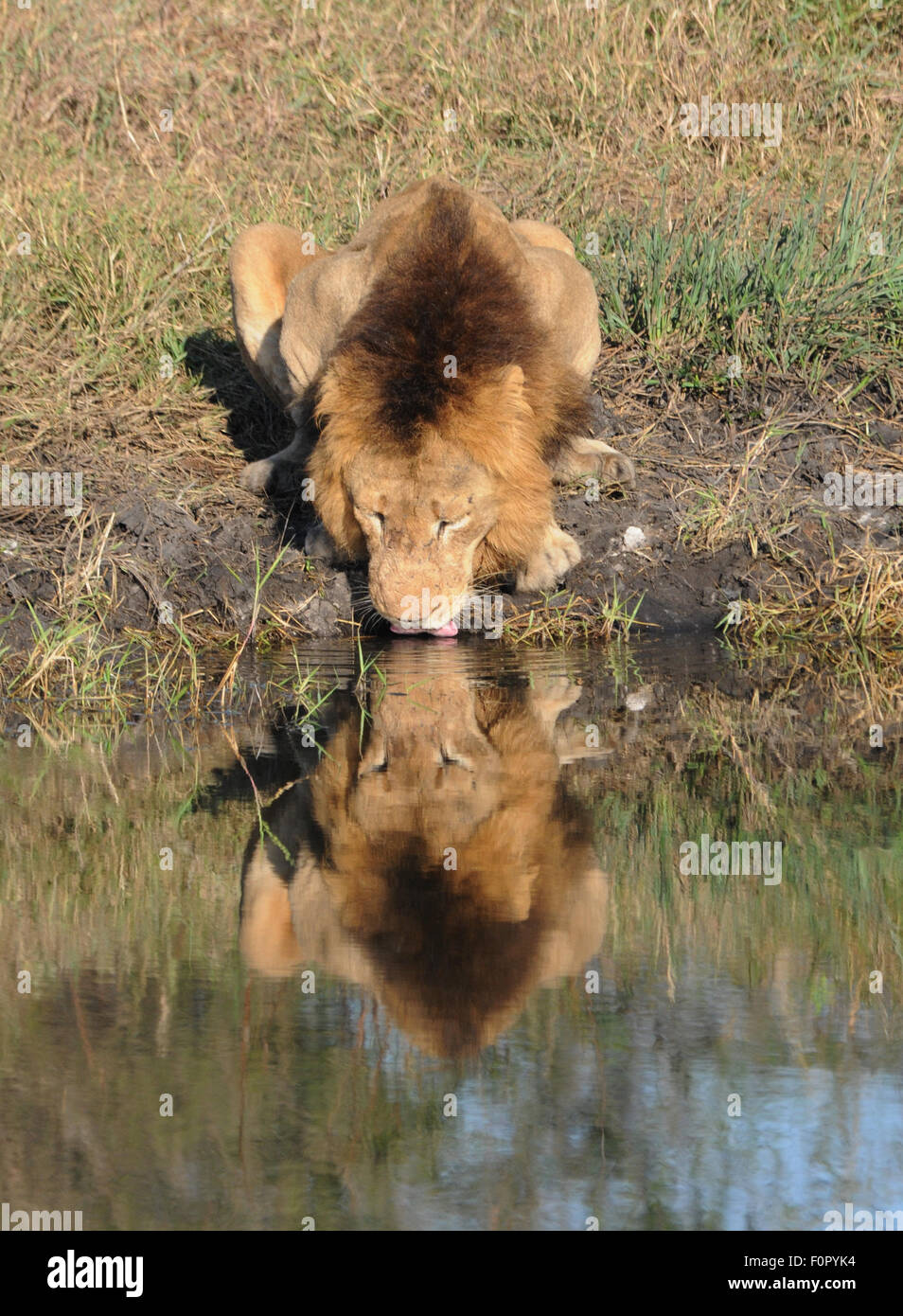 Lion boit de l'eau avec réflexion parfaite Banque D'Images