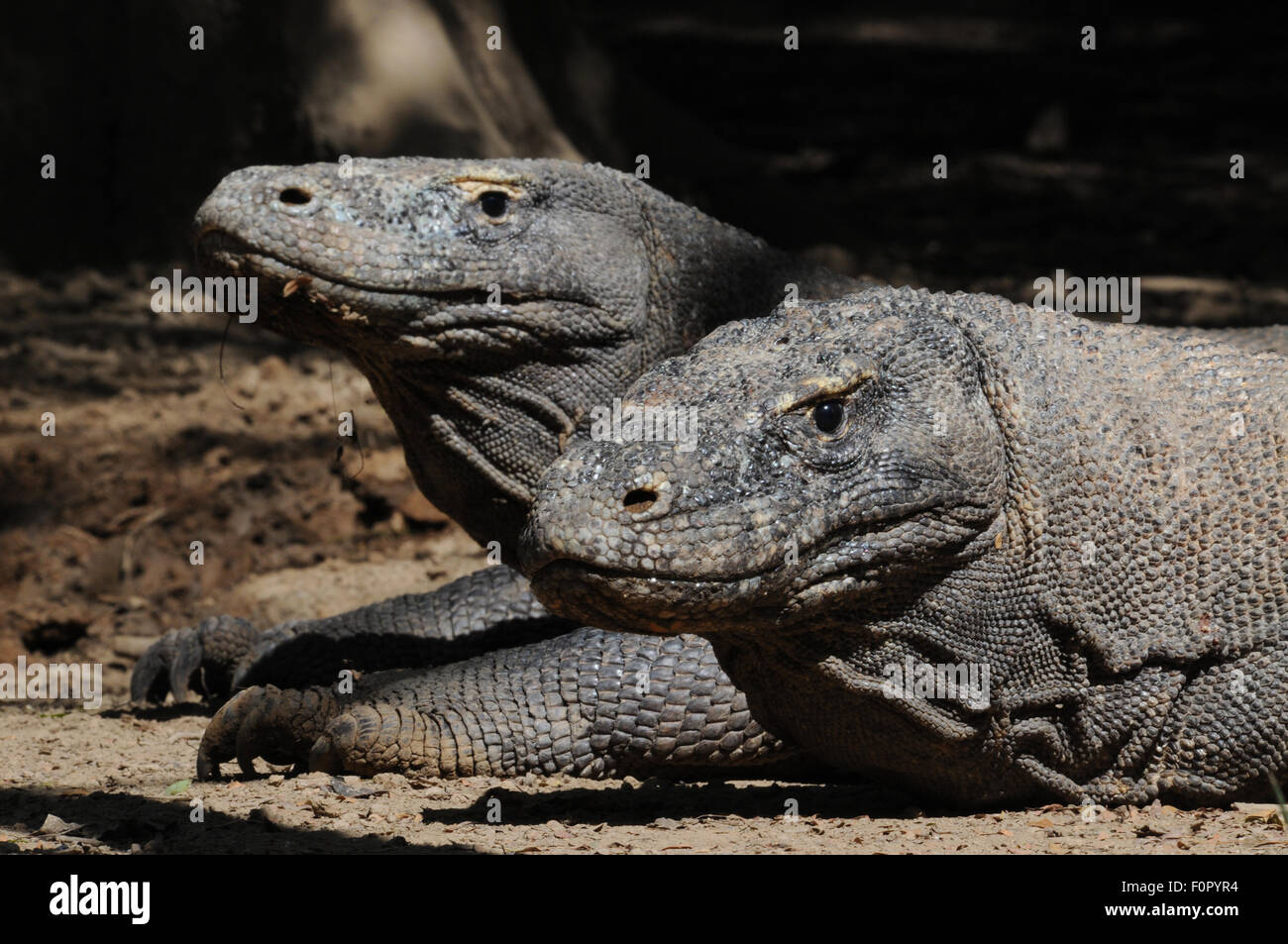 Dragons de Komodo Banque D'Images