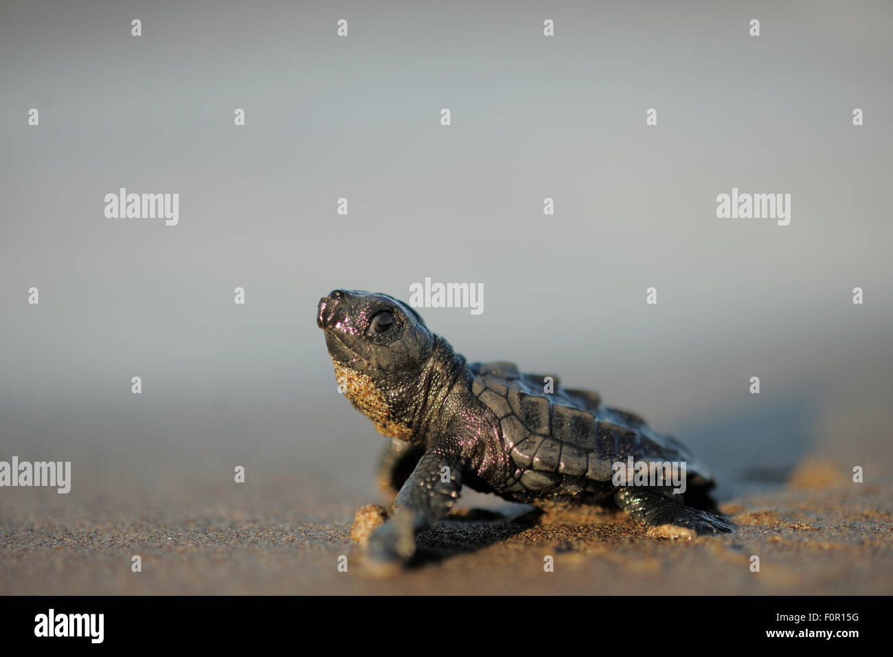 De l'éclosion tortue caouanne (Caretta caretta) en direction de la mer, Delta Dalyan, Turquie, Août 2009 Banque D'Images