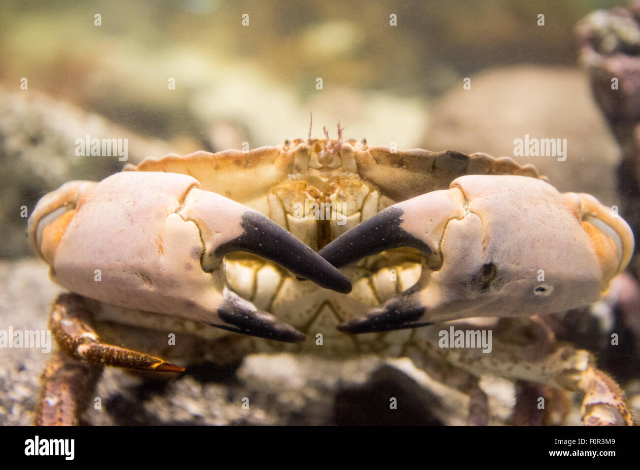Cancer pagurus également connu sous le nom de crabe crabe brun ou comme vu en vie sous l'eau Banque D'Images