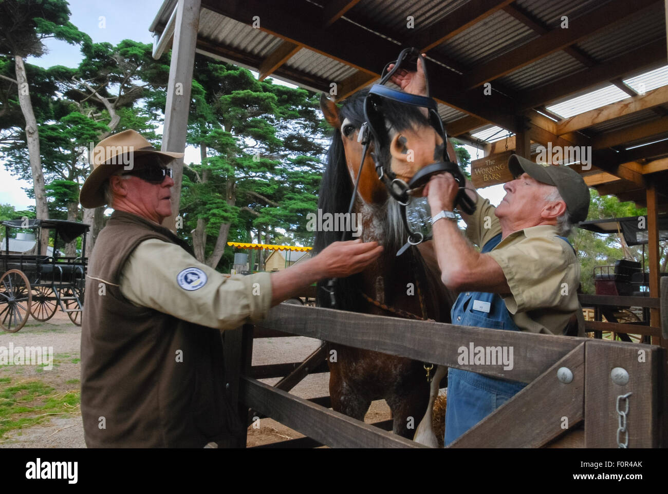 Les hommes prenant soin de cheval à la ferme. Banque D'Images