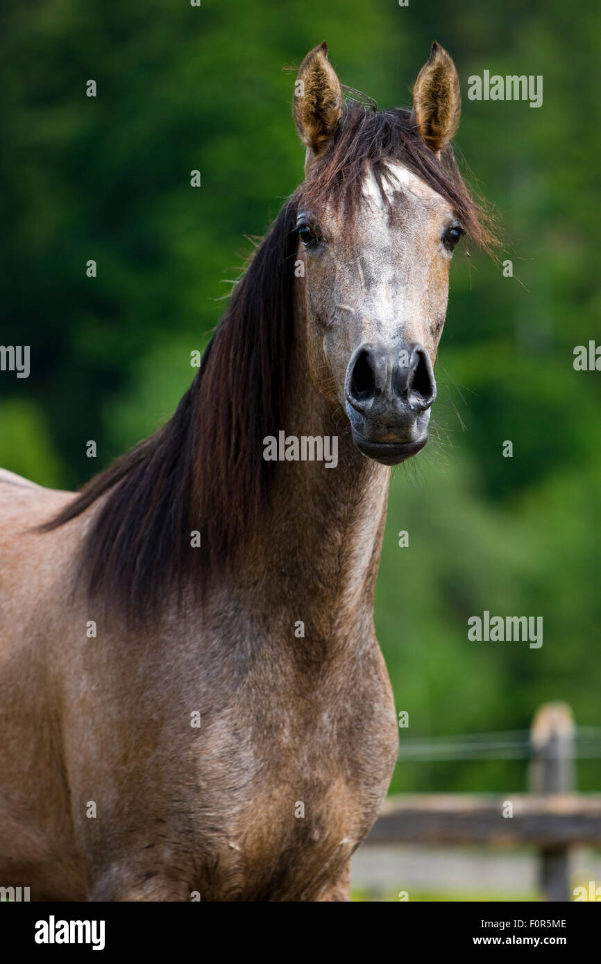 Cheval Arabe pur-sang, roan, portrait Banque D'Images