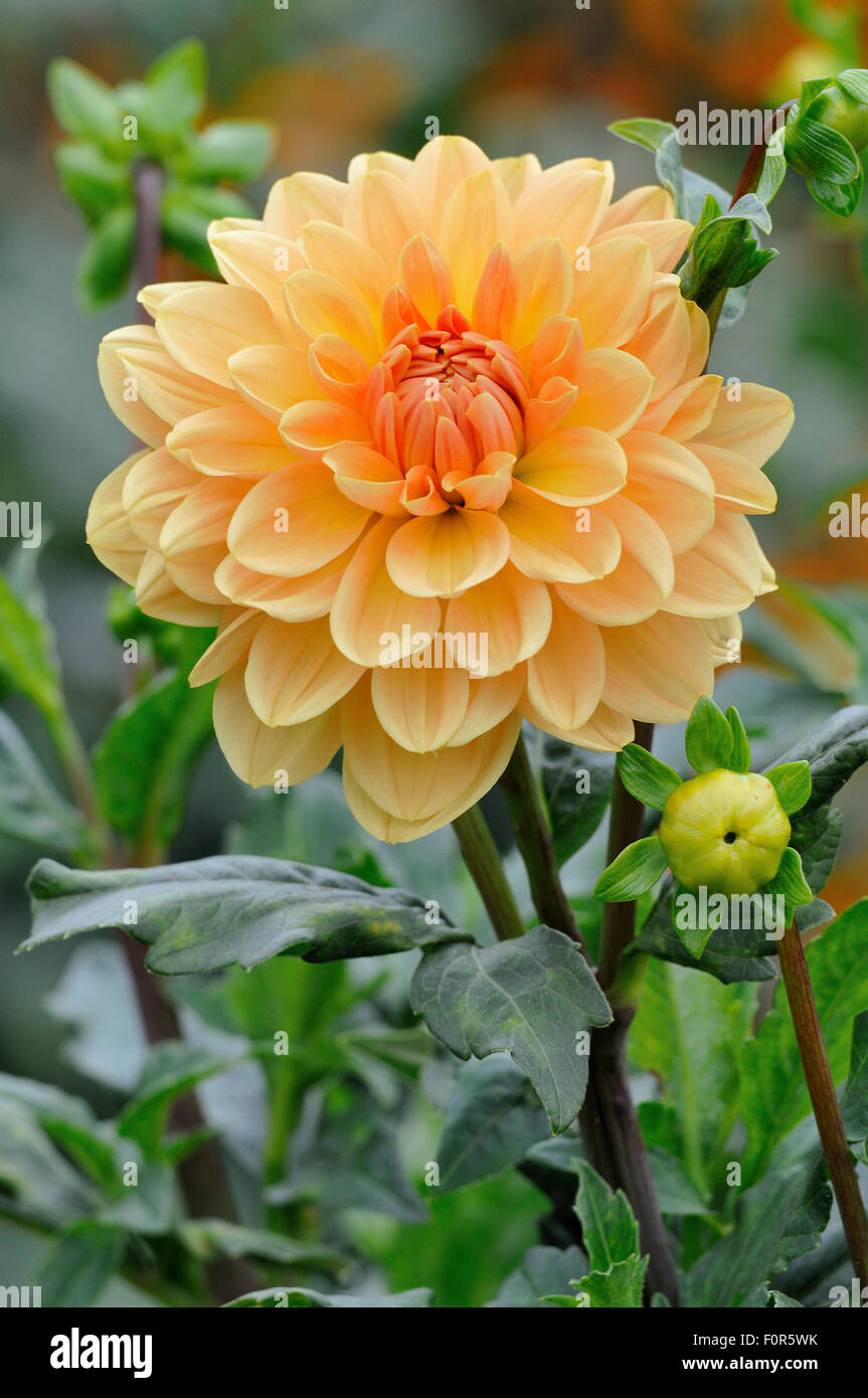 Le dahlia (Dahlia), variété Jardin Orange, Rhénanie du Nord-Westphalie, Allemagne Banque D'Images