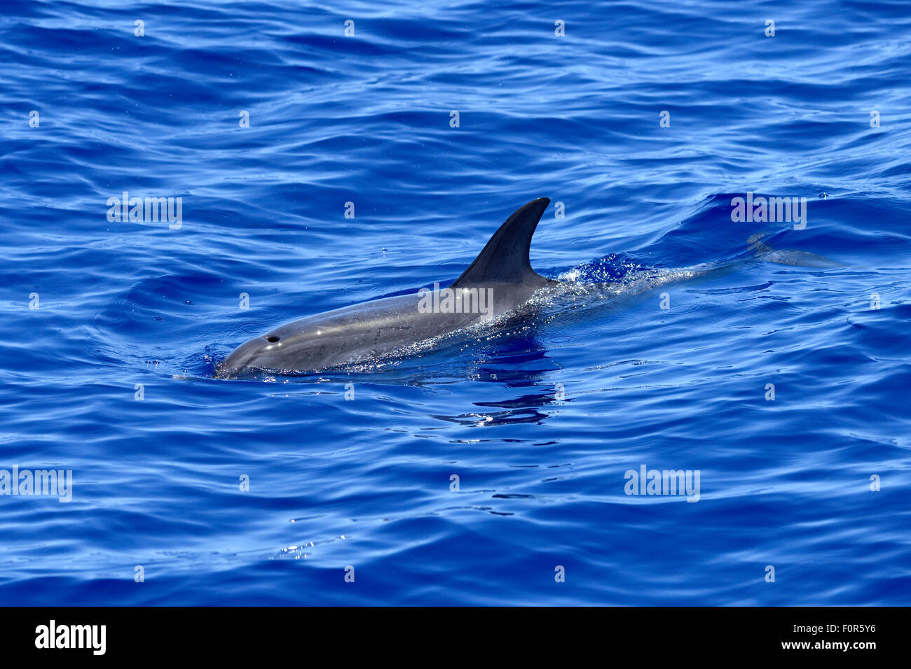Dauphin tacheté de l'Atlantique (Stenella frontalis), nager dans l'océan Atlantique, Funchal, Madeira, Portugal Banque D'Images